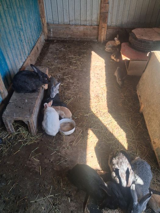 Қоян сатылады, ұрғашы еркек