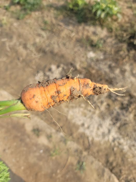 Продам морковь свекла