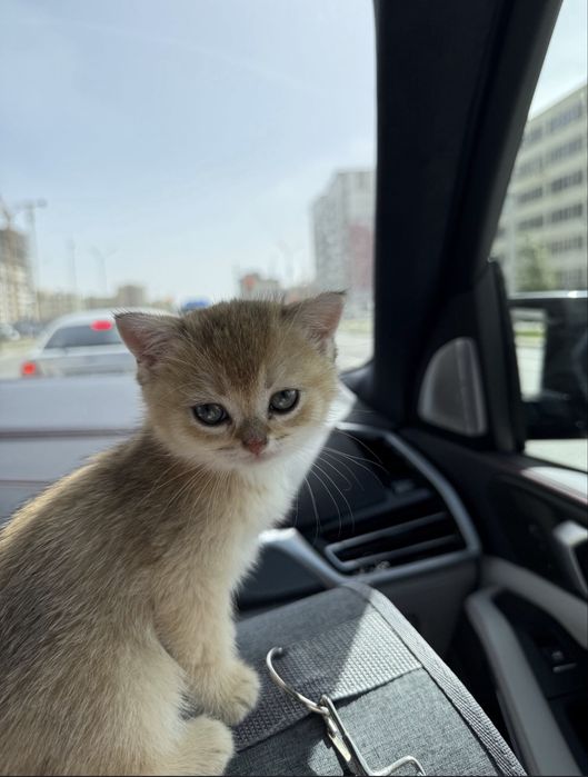 Котенок британский
