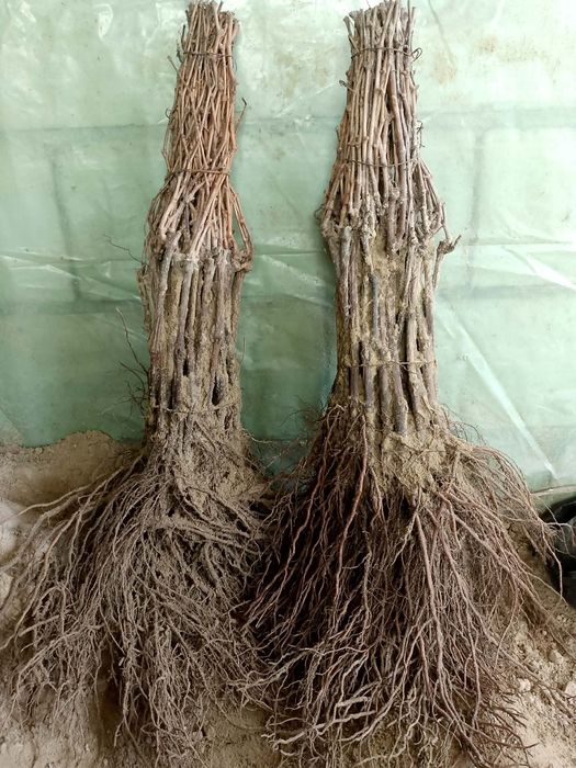 Vand butasi vita de vie altoita anul 3 de vegetatie