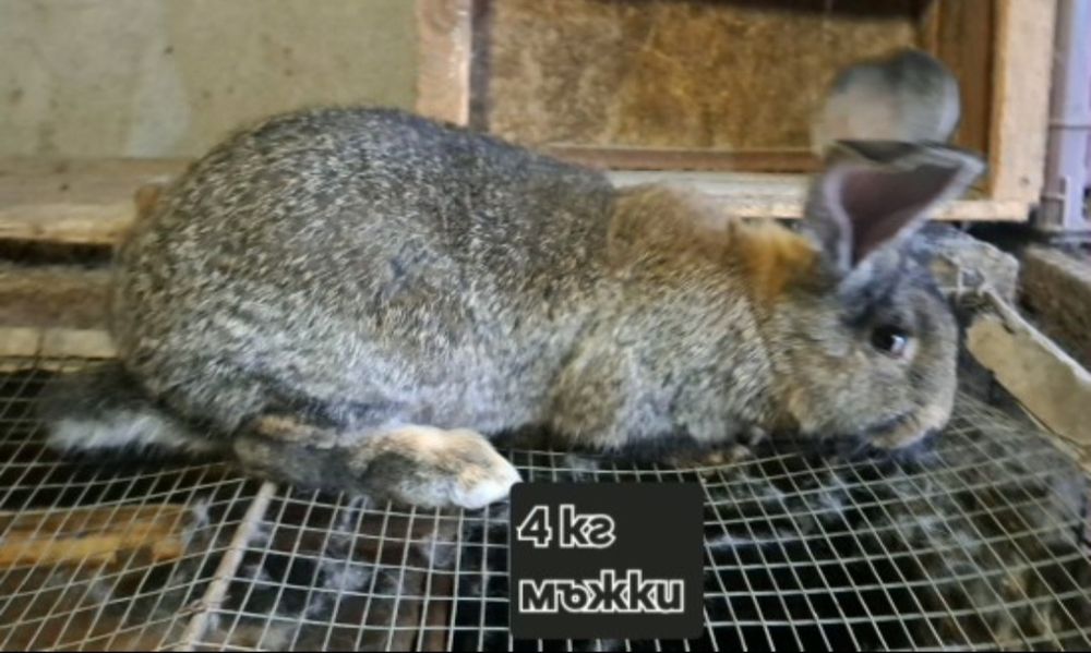 Заек зайци зайчета великан