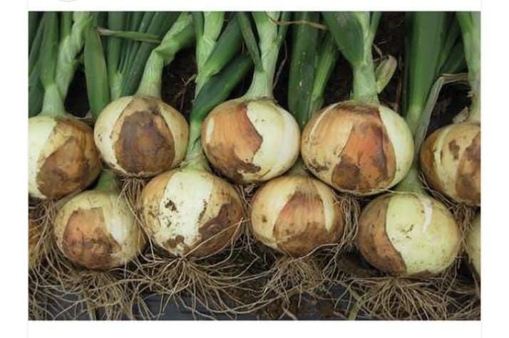 Semințe Ceapă Shakito hibrid alb/roșu