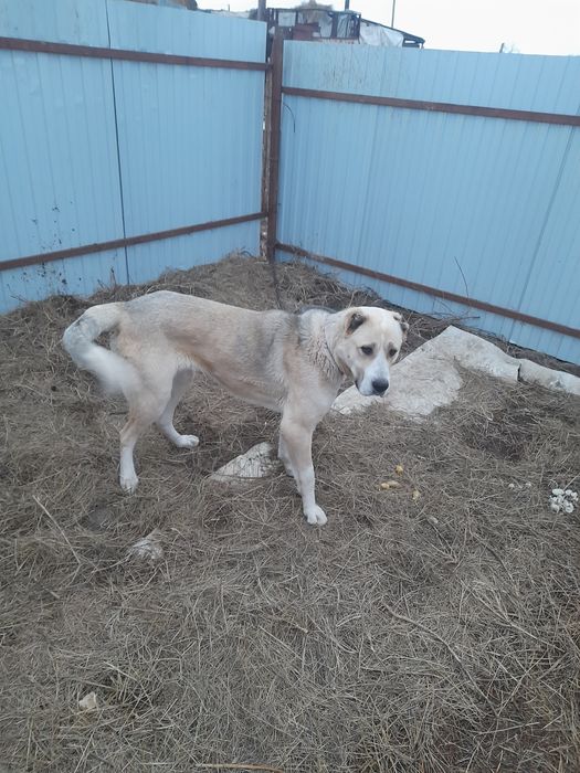 Продам алабай отличная