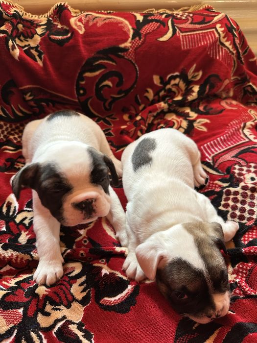 3 Френски Булдога