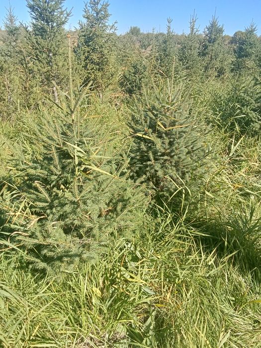 Ёлки европейские