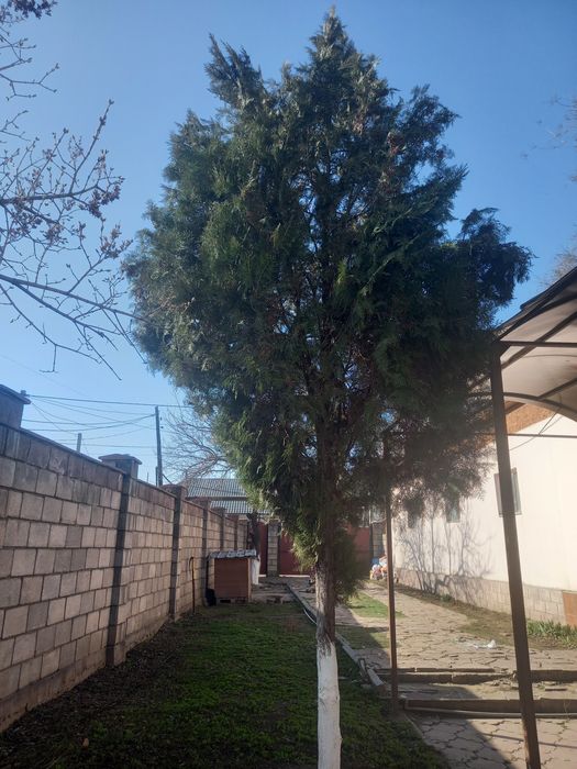 Продаётся ёлка .