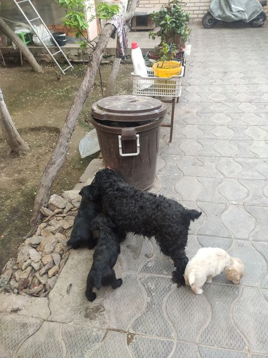 Собачки щенки спаниель