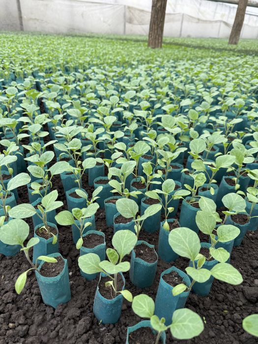 Vindem rasaduri legume (rosii, ardei, castraveti, vanata)