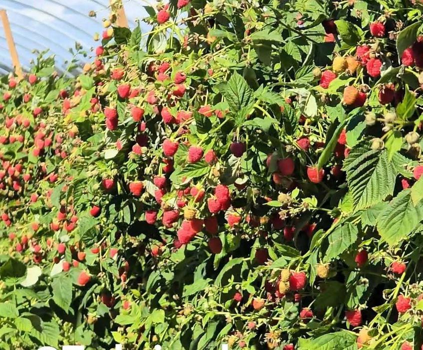 Разсад ягоди от производител