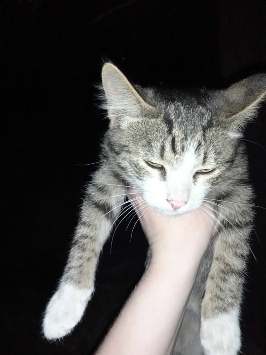 Бездомные котята