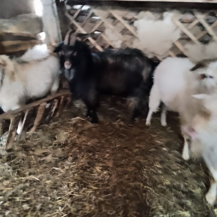 Продам Козлов.Звоните пишите.Юрий.