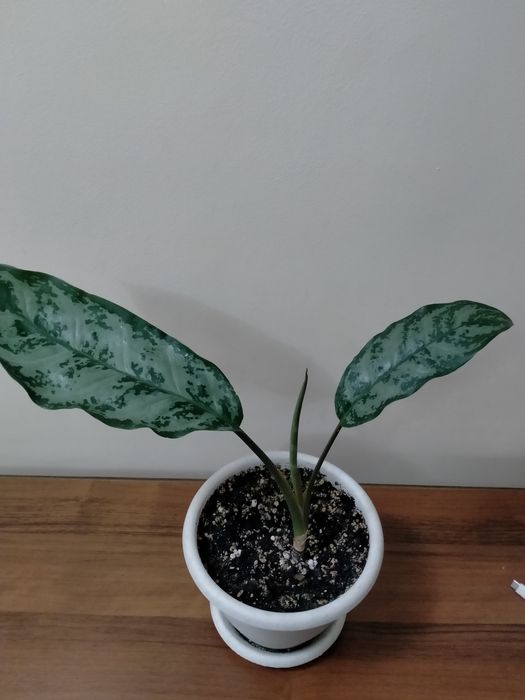 Продам аглаонему