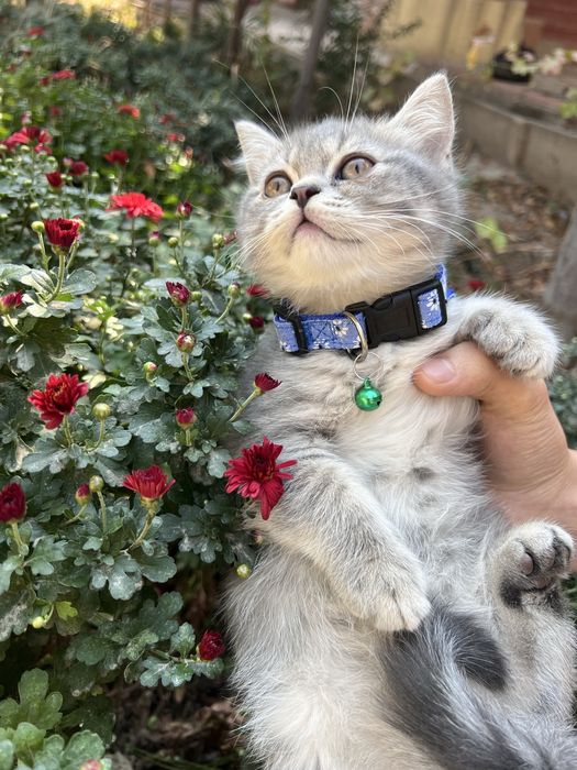 Heylend fold mushukchalar