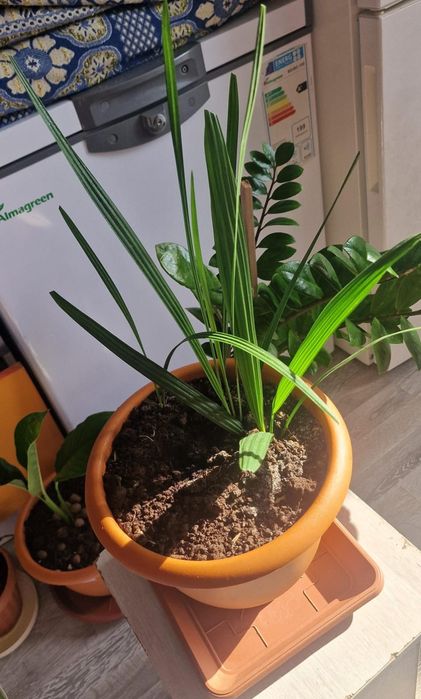 Финиковая пальма