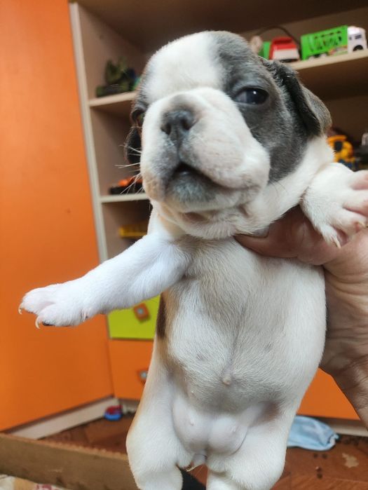 Французята малышата