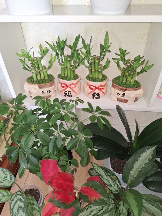 Комнатные растение