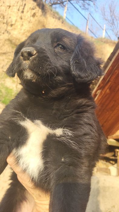 Отдам щенков в добрые руки