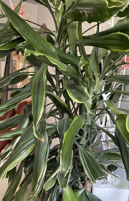 Dracena planta de interior