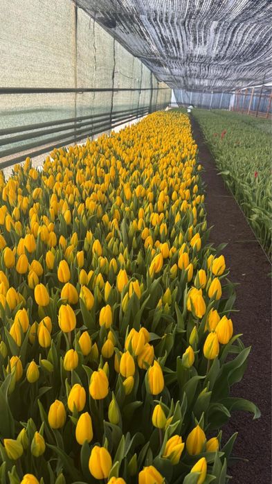 Тюльпаны Крупныые