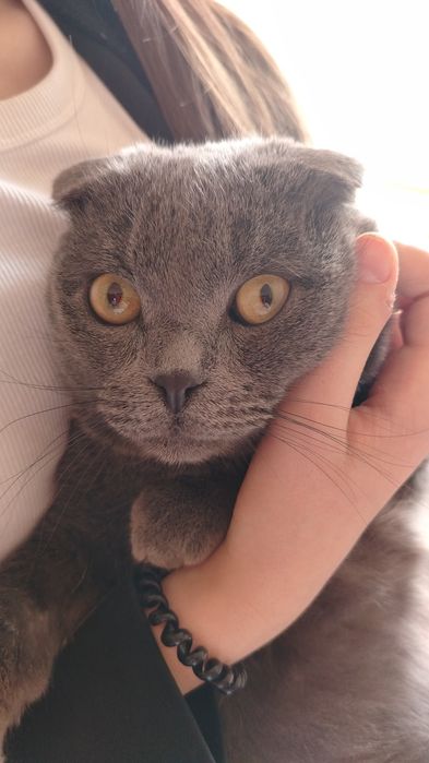 Отдам, кошку - Британку в добрые руки