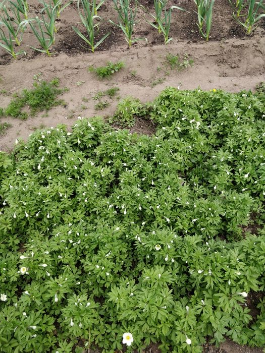 продам цветы многолетние