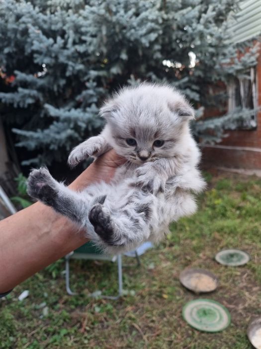 Отдадим котенка невский маскарадный. Мальчик.