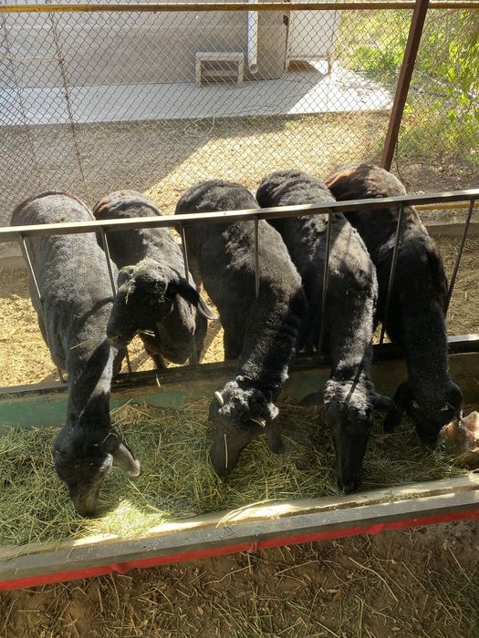 Қой тоқтылар бордақы