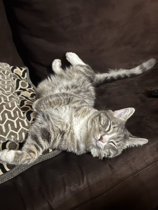 Бесплатно Отдам кота в добрые руки