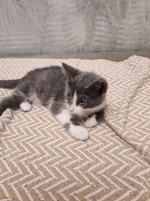 Котёнок, бесплатно