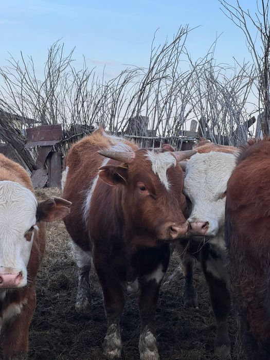 Бұқа быки бычки бұқашық тұқымдыққа