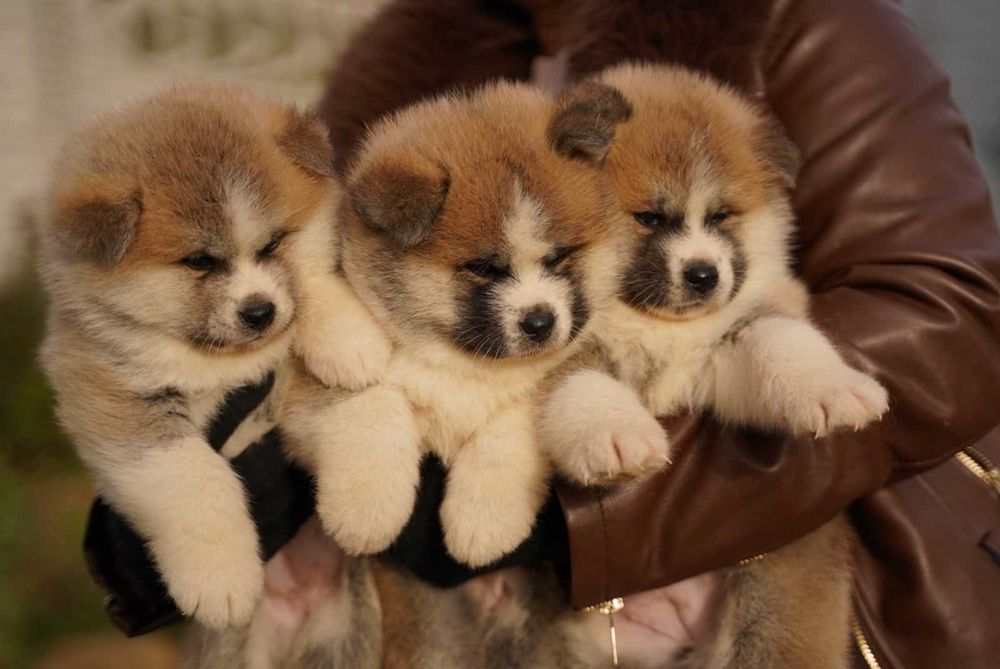 Акита ину - бебета
