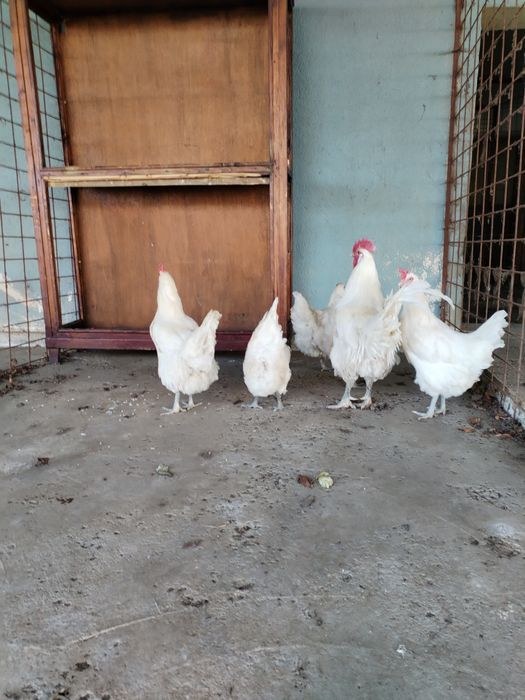 Ouă  pentru incubator, La Bresse