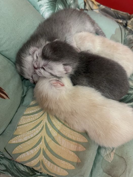 Котята порода шиншилл