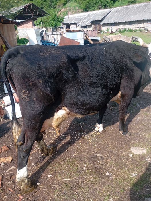 Vacă cu vițel de de 2 saptamani
