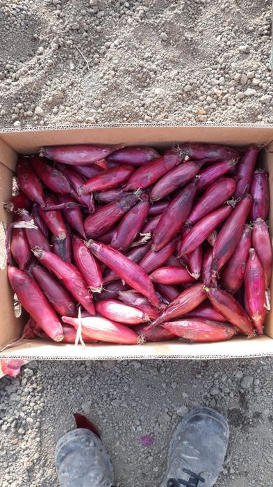 Vând sămânță de ceapă roșie de apă