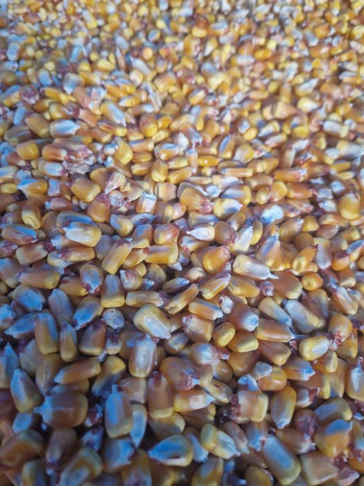 Vand porumb  ,graunte