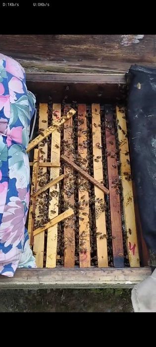 Пчелы семья/Асалари оиласи