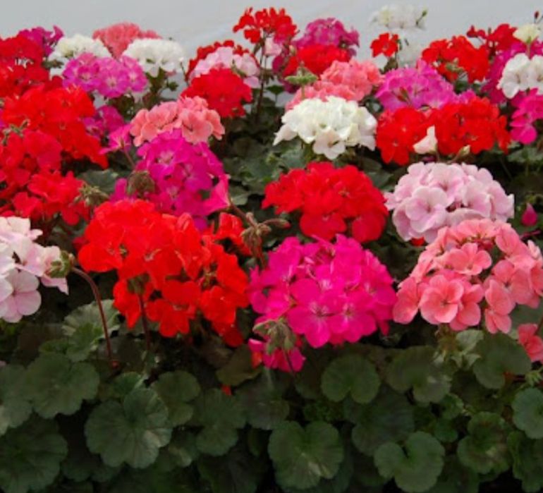 Цветы в горшках на подарок