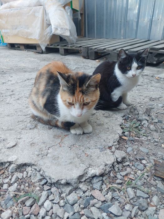 Отдам котёнка в хорошие руки