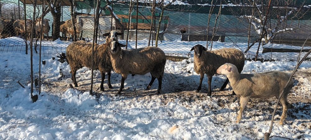 Mielute Lacaune-carabas