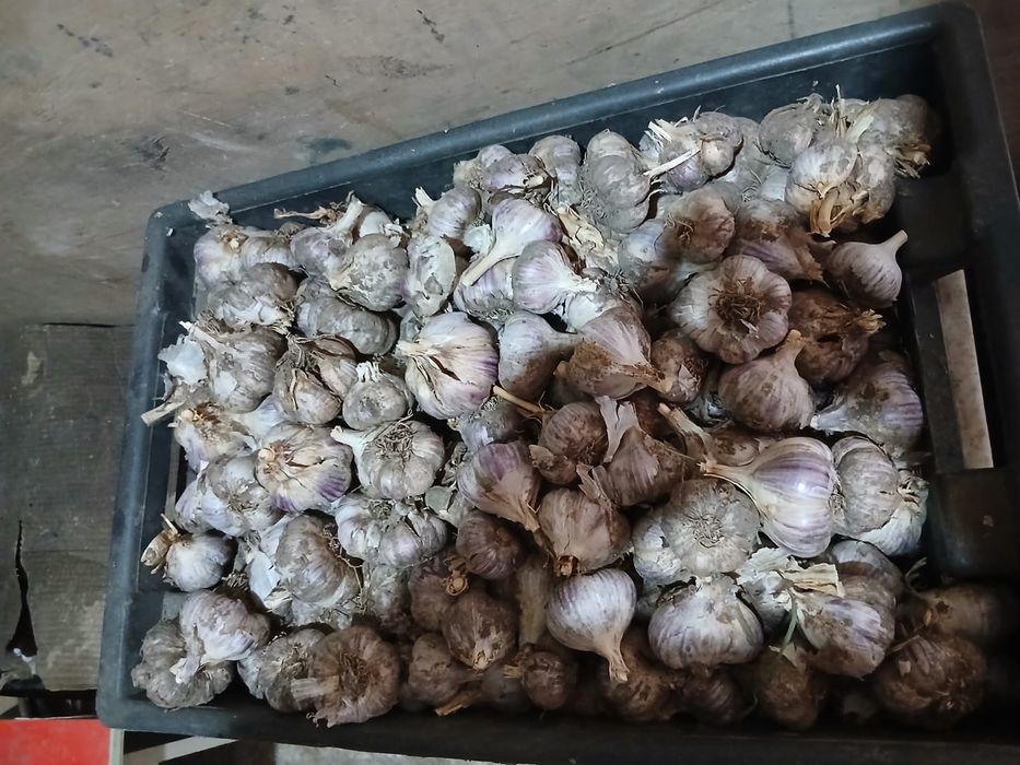 Домашний чеснок с огорода