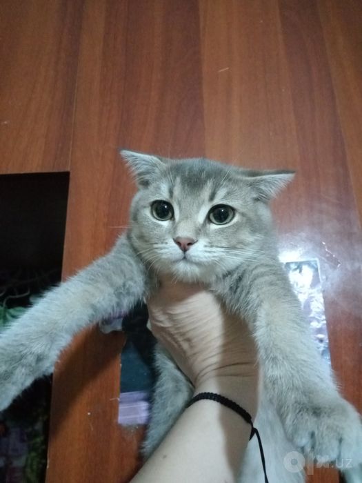 Продаётся кошечка