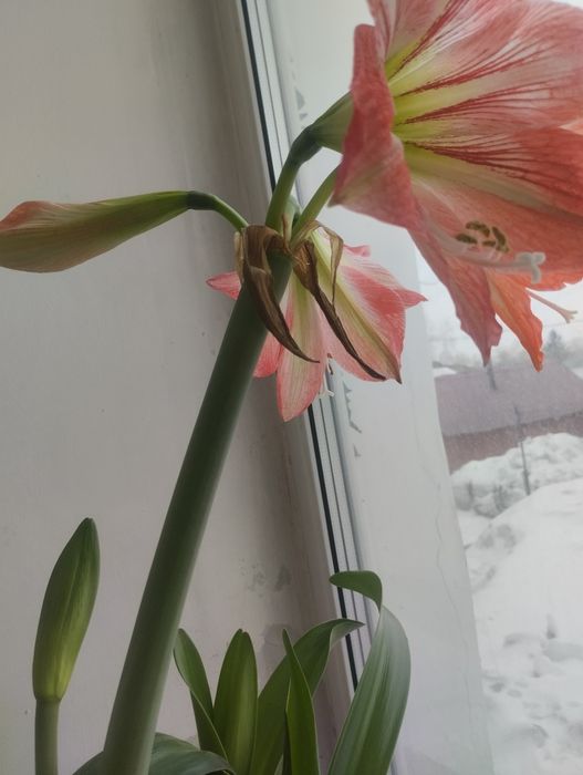 Продам луковицу Лилии