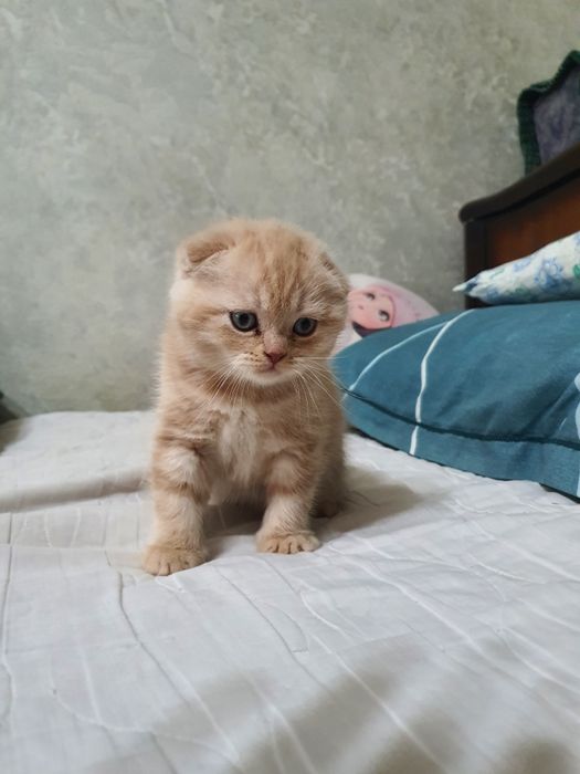 Котенок скотиш фолд