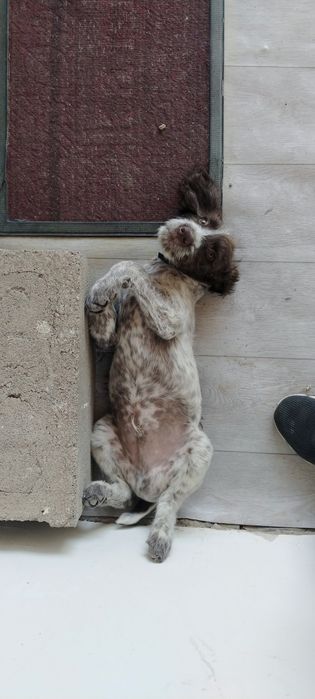 Продается щенок Дратхаар