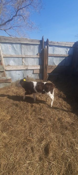 Продам телку 1,5 мес, подсосную