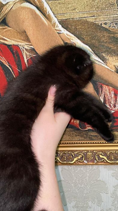 Остался шикарный мальчик