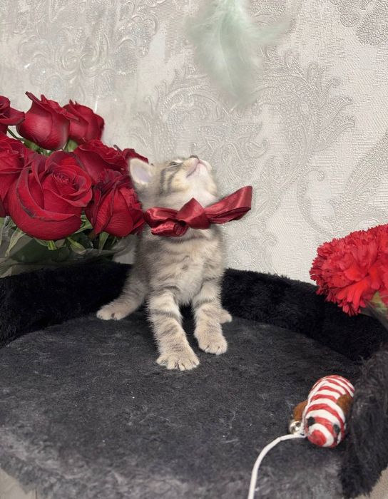 Котёнок Мальчик 1,5 мес