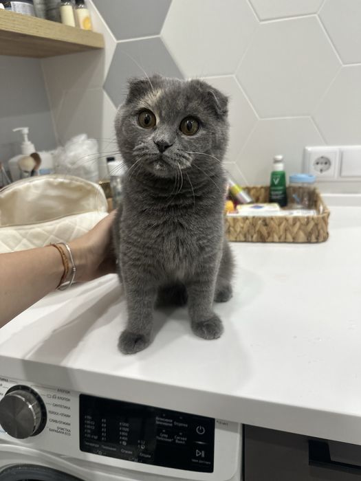 Продам котенка шотландская вислоухая