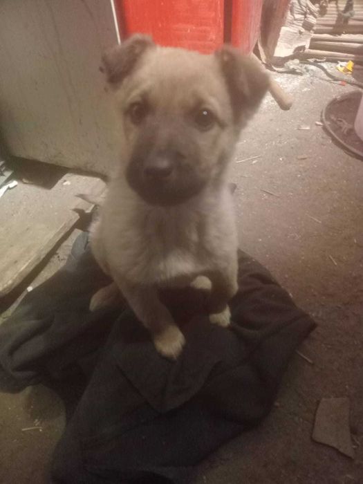 Щенок в добрые руки